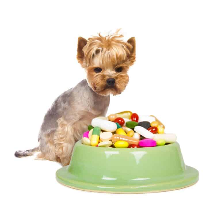Prescription Dog Food 101 Is It Best for your Pet?
