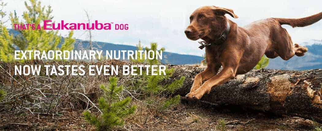 Eukanuba Dog Food Reviews 2022: Healthy, Affordable Choice?