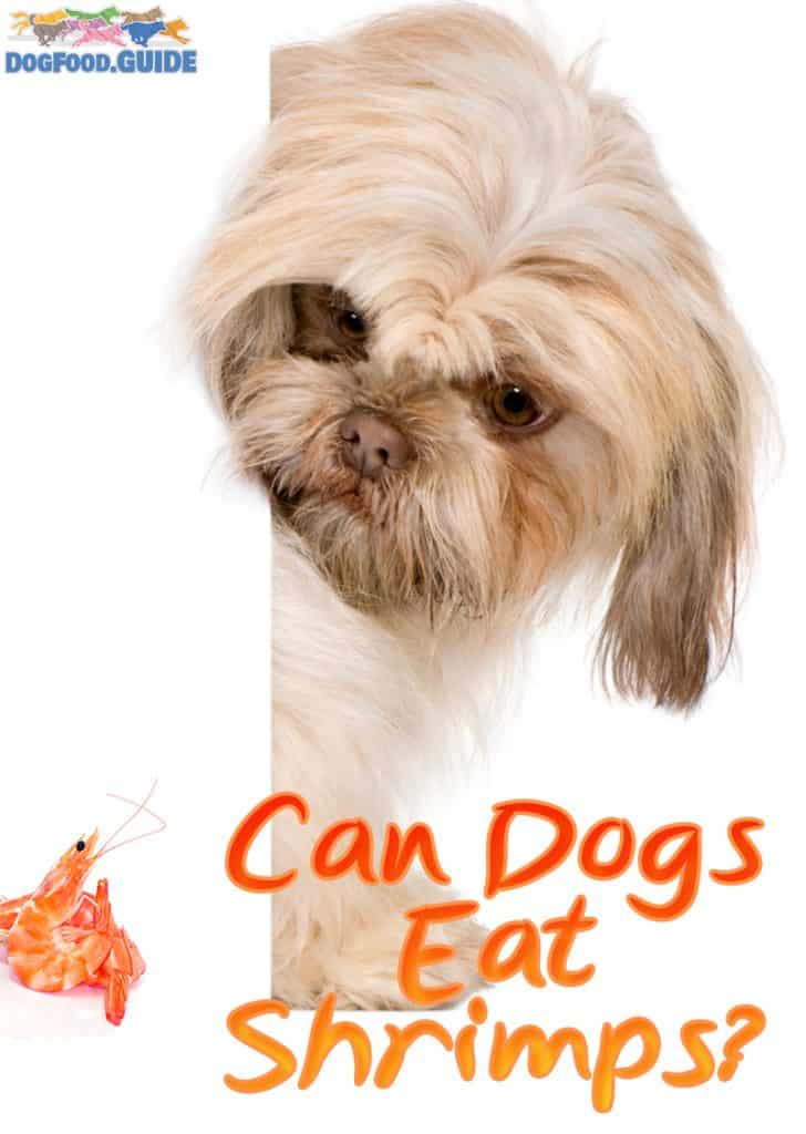 Can Dogs Eat Shrimps