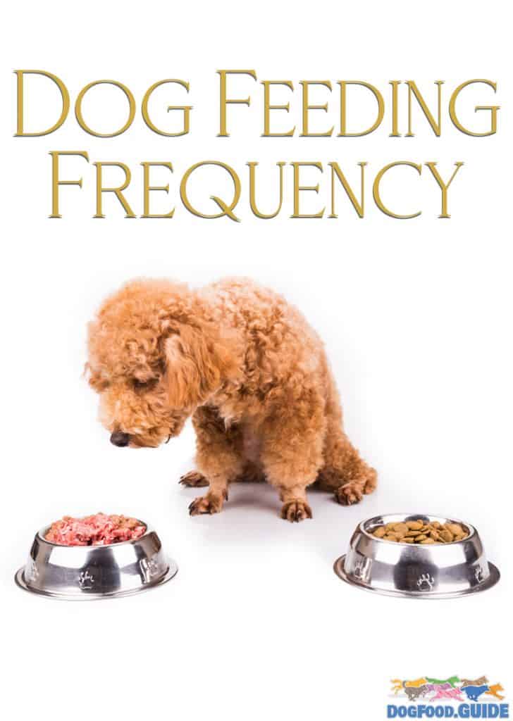 Dog Feeding Frequency