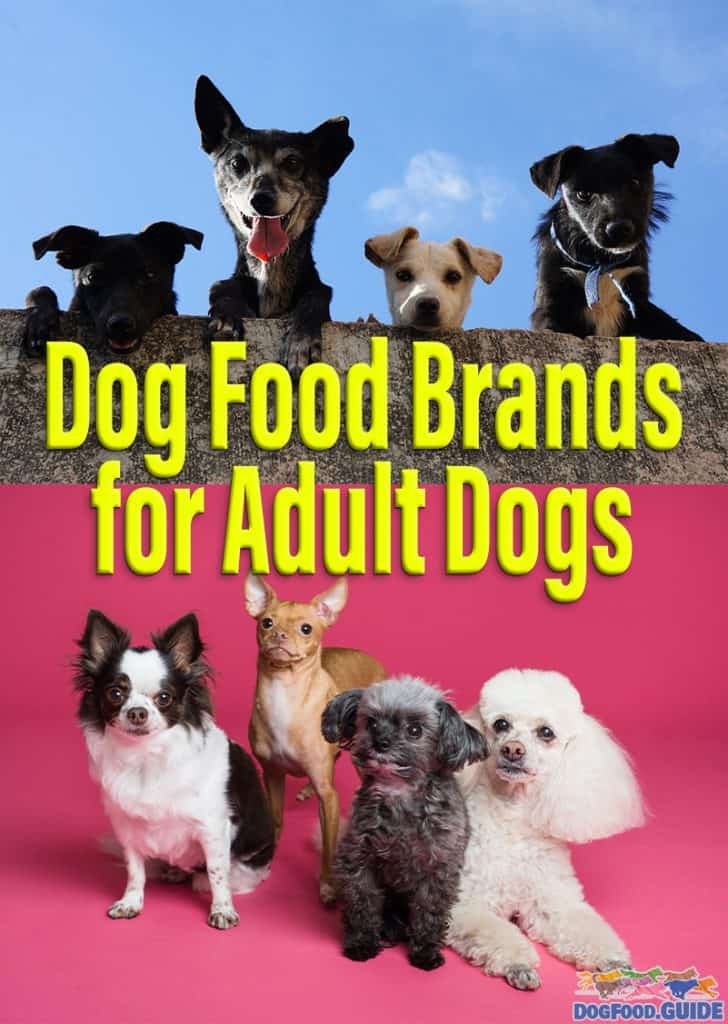 Dog Food Brands for Adult Dogs