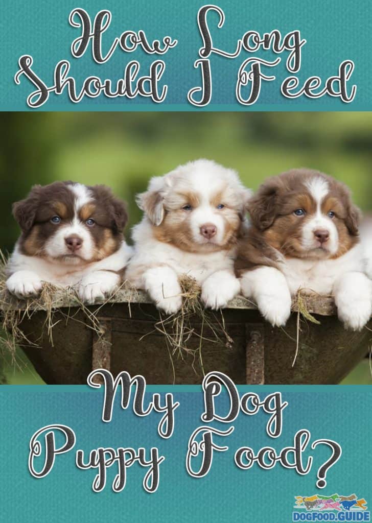 How Long Should I Feed My Dog Puppy Food