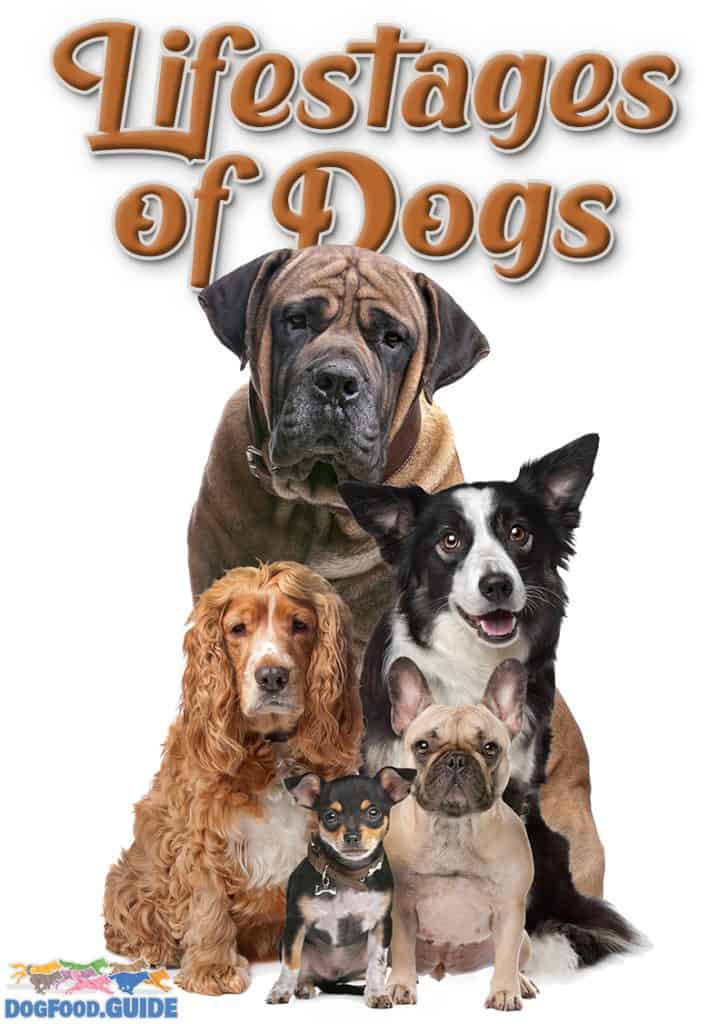 Lifestages of Dogs