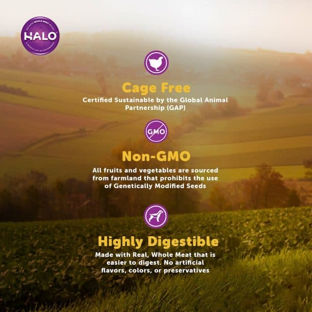 Best Halo Dog Food Reviews 2022 The Best Holistic Brand?