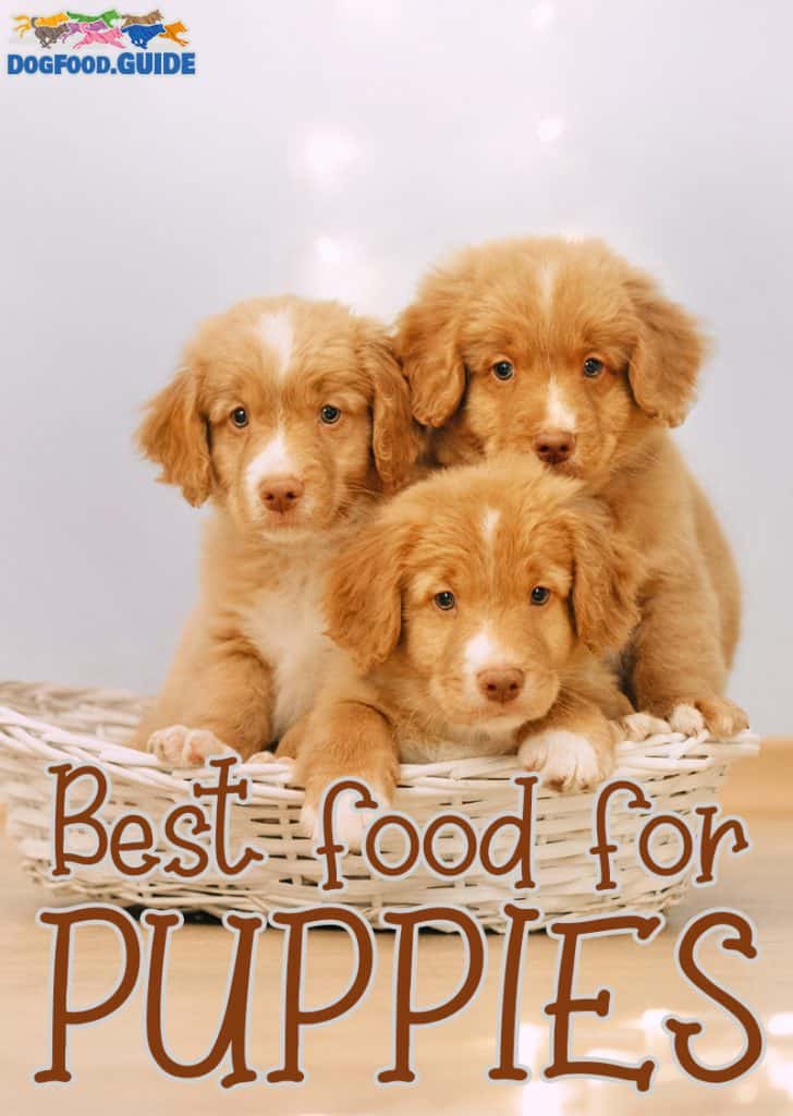 best puppy food