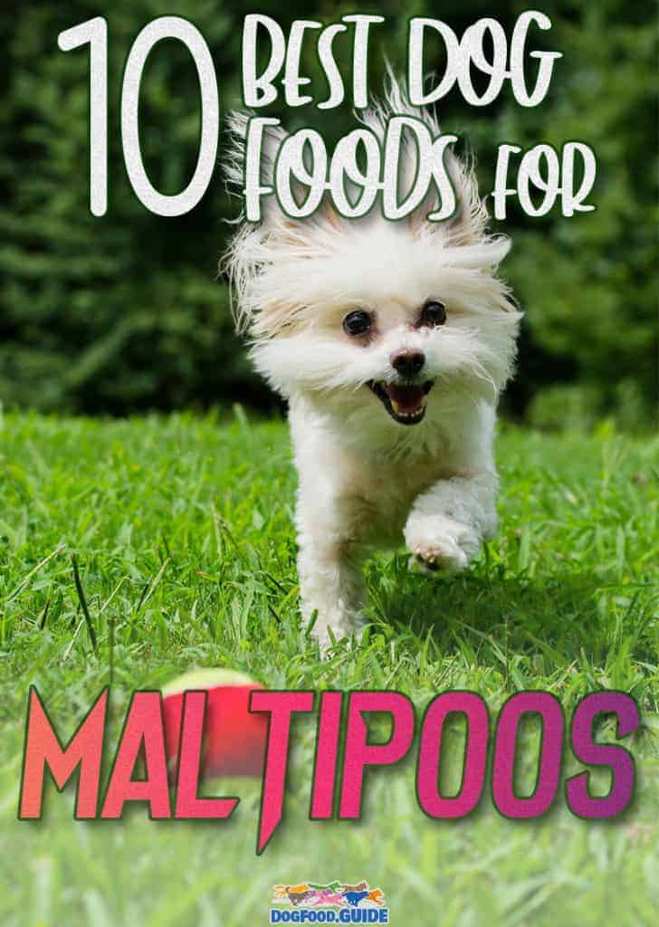 Best Dog Food for Maltipoos