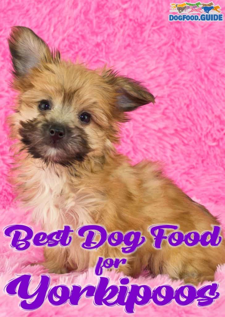 Best Dog Food for Yorkipoos