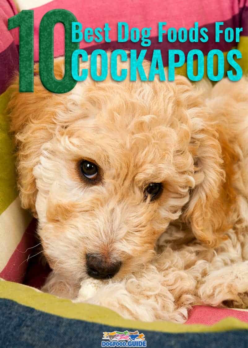 The Top 10 Best Dog Food for Cockapoo in 2022 Revealed!