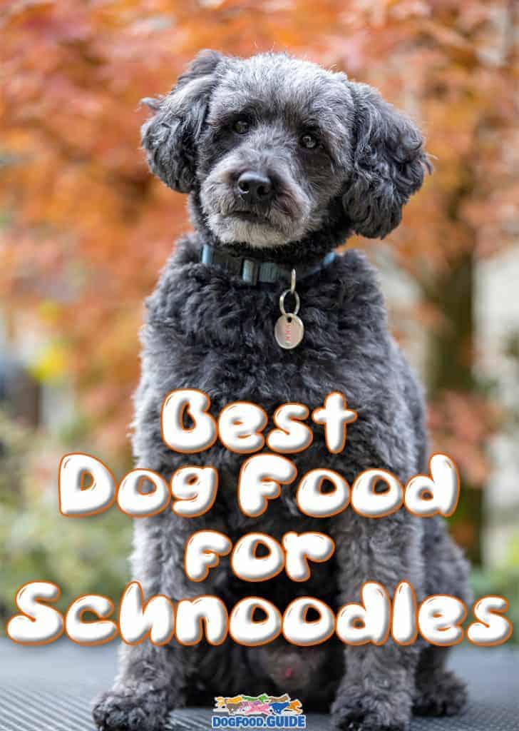 Best Dog Foods for Schnoodles