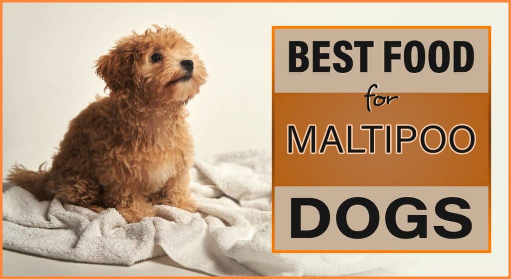 10 Best Dog Food for Maltipoo Our Top