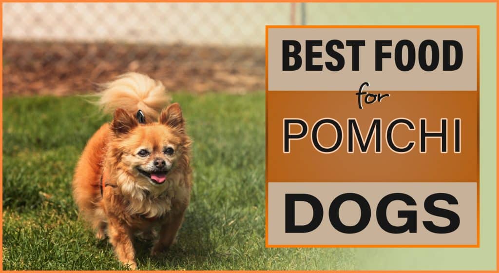 Top 10 Healthiest & Best Dog Food for Pomchis in 2022