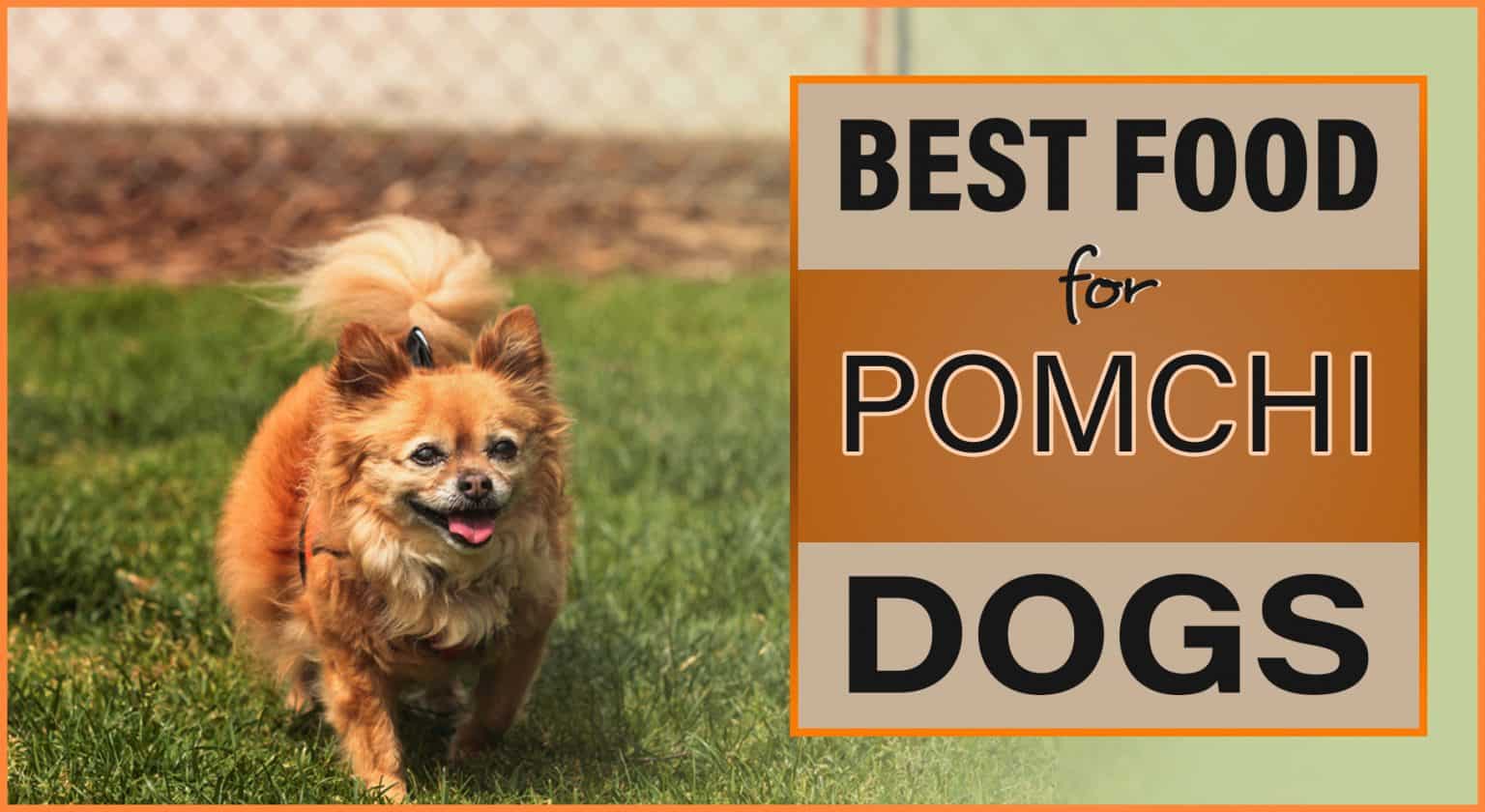Top 10 Healthiest & Best Dog Food for Pomchis in 2022