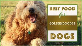 Best Dog Food for Goldendoodles in 2022: 14 Top Brands Revealed!