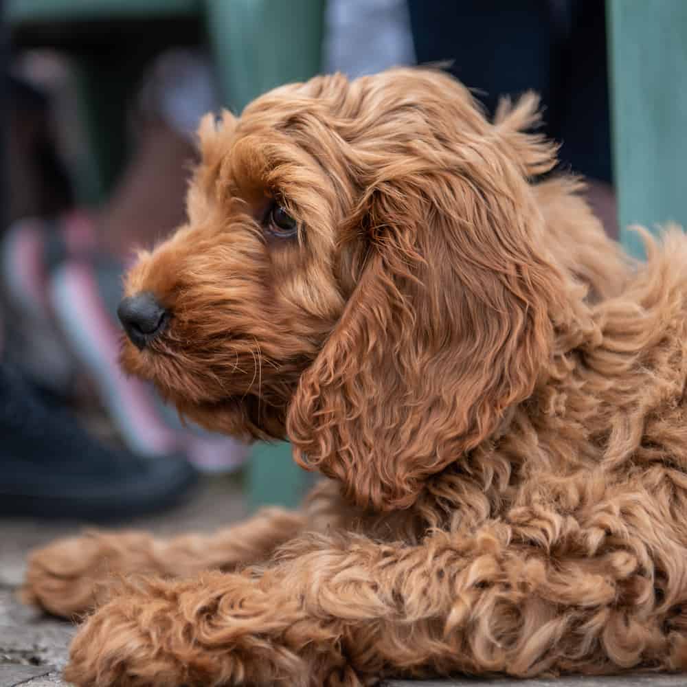 The Top 10 Best Dog Food for Cockapoo in 2022 Revealed!