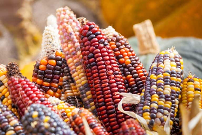 Corn in Dog Food 2022 Should You Avoid It?