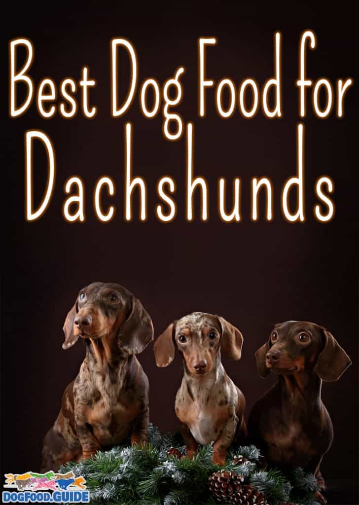 Best Dog Food for Dachshunds