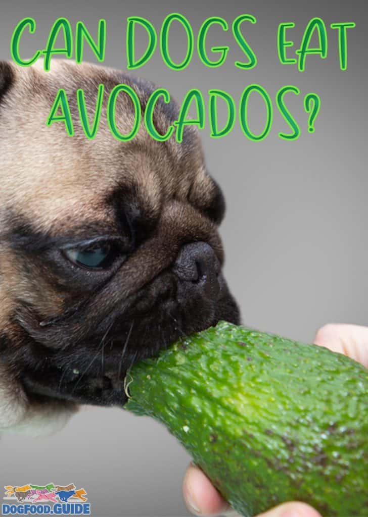 Can Dogs Eat Avocados