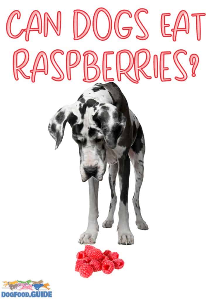 Can Dogs Eat Raspberries