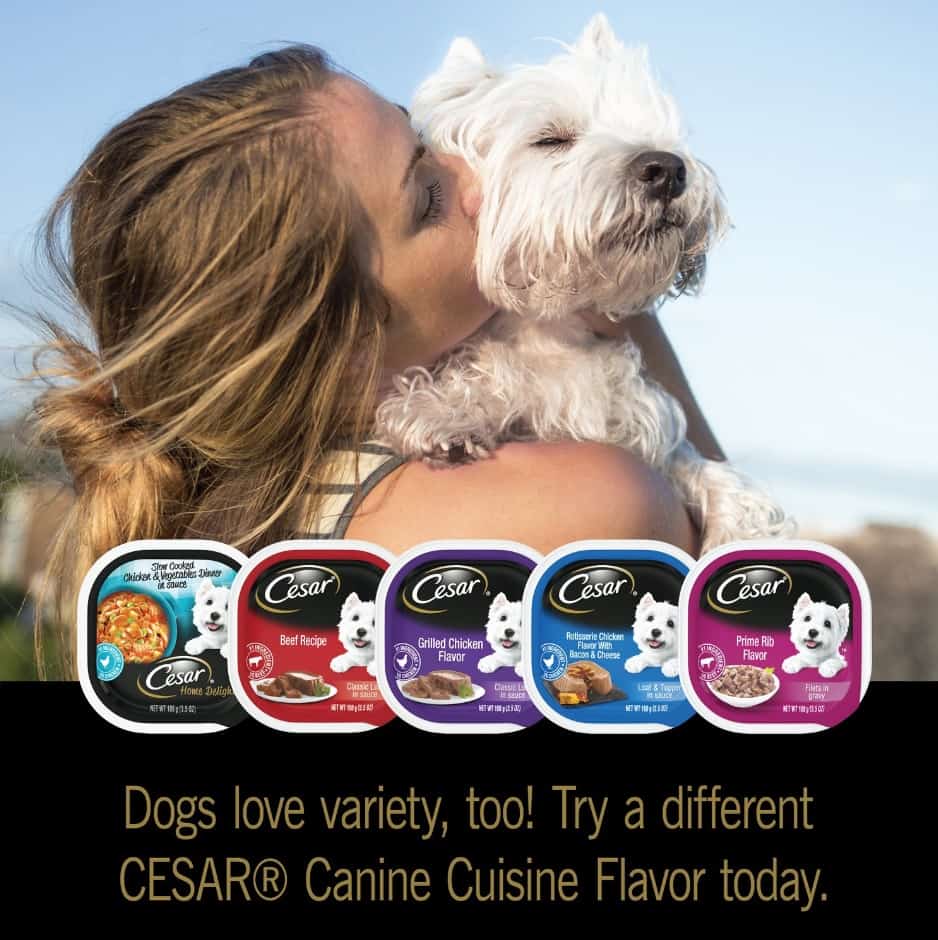 Cesar Dog Food Reviews 2022 The Most Affordable Gourmet?