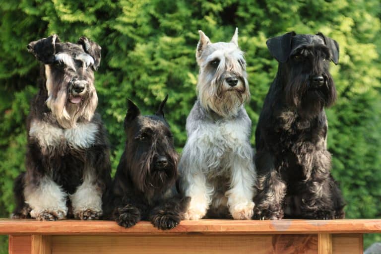 Best Dog Food for Miniature Schnauzers in 2022 10 Top Brands Revealed!