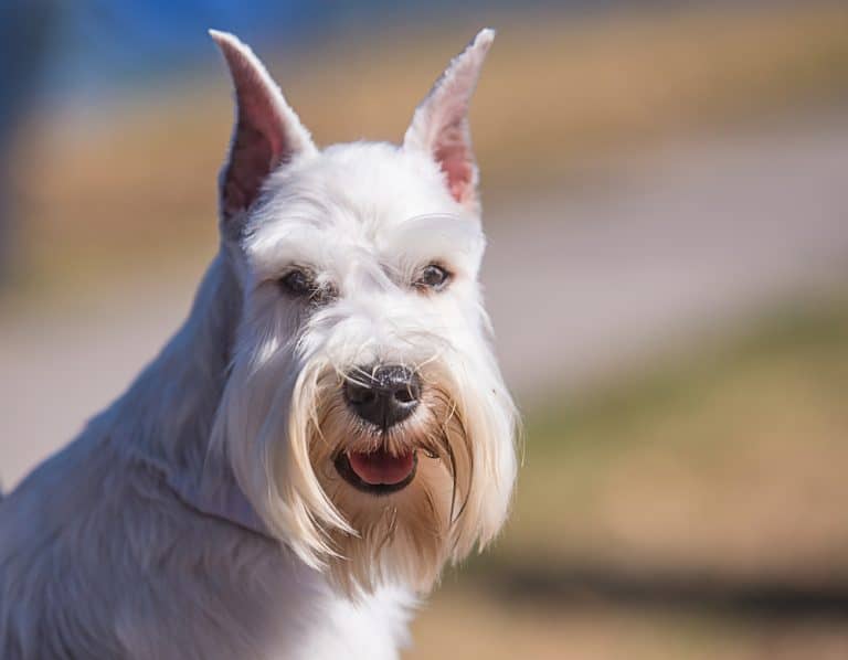 Best Dog Food for Miniature Schnauzers in 2022 10 Top Brands Revealed!