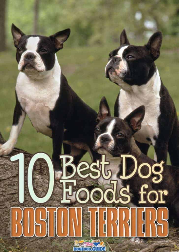 Best Dog Food for Boston Terriers