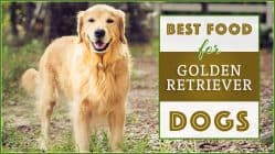 10 Healthiest & Best Dog Food for Golden Retrievers in 2022