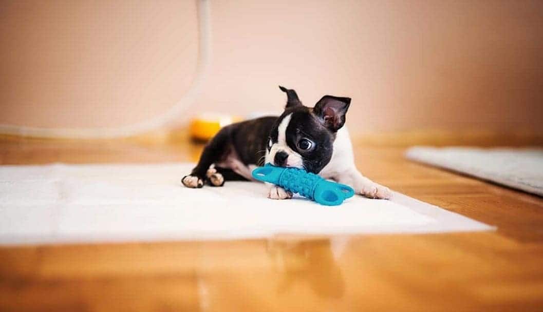 10 Healthiest & Best Dog Food for Boston Terriers in 2022 Revealed!