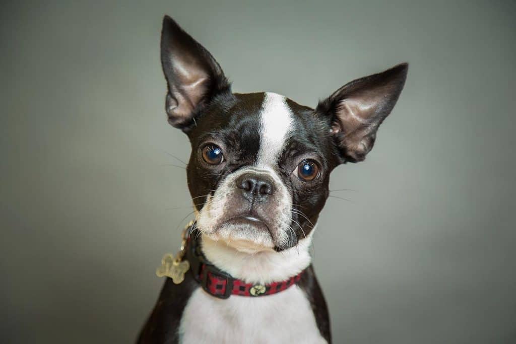Best Dog Food for Boston Terriers Top Puppy, Adult & Senior