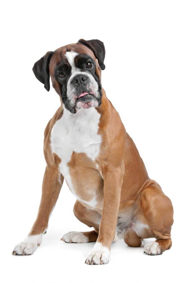 The Top 10 Healthiest & Best Dog Food For Boxers in 2022