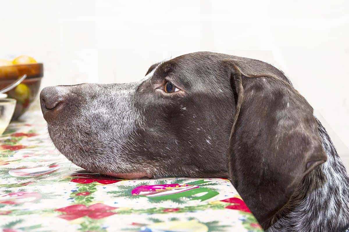 10 Best Dog Food for German Shorthaired Pointers in 2022