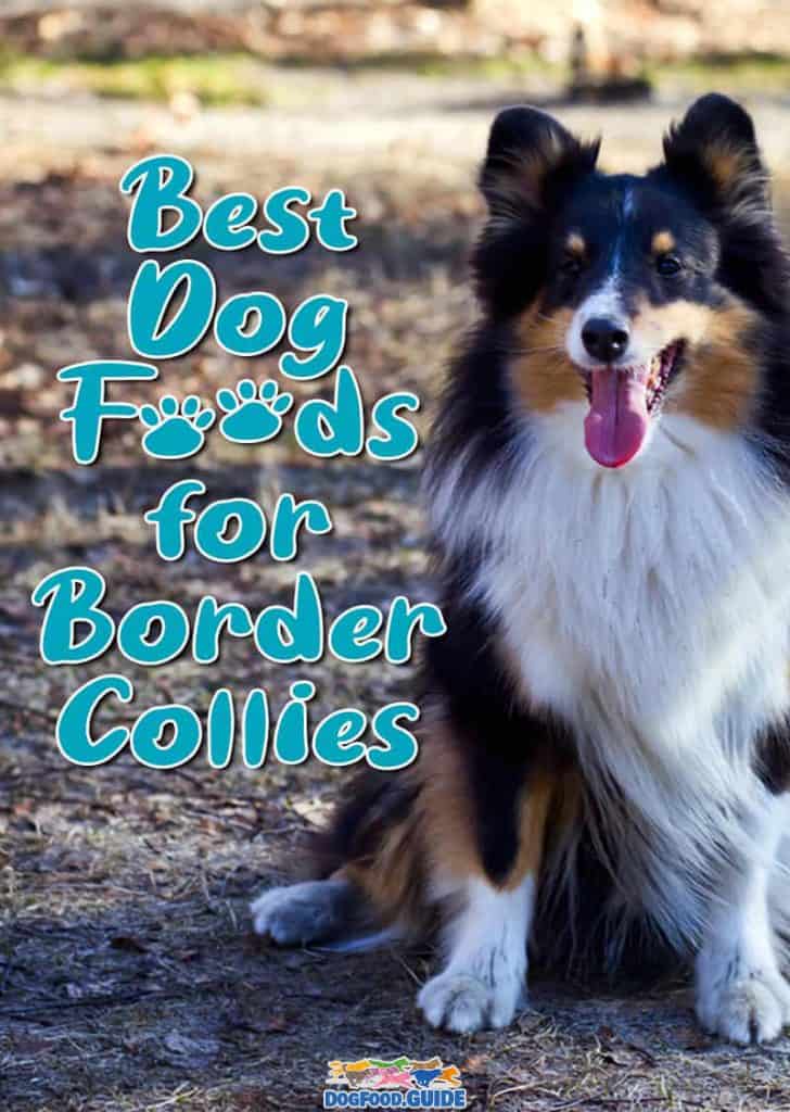 Best Dog Foods For Border Collies