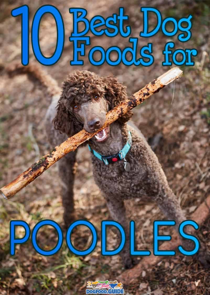Best Dog Food for Poodles in 2022 Healthiest Brands Revealed!