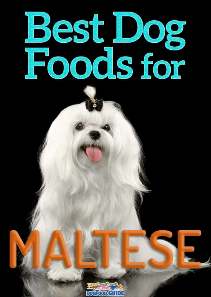 Best Dog Foods for Maltese