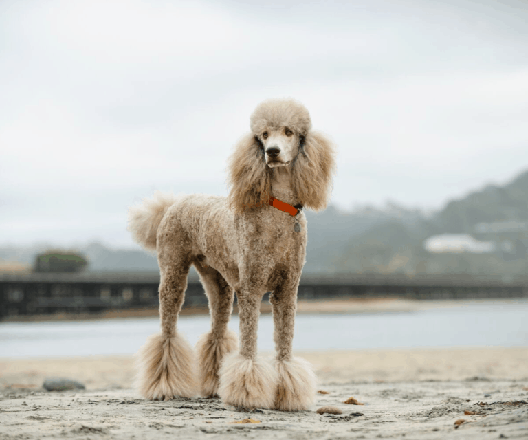 Best Dog Food for Poodles in 2022 Healthiest Brands Revealed!