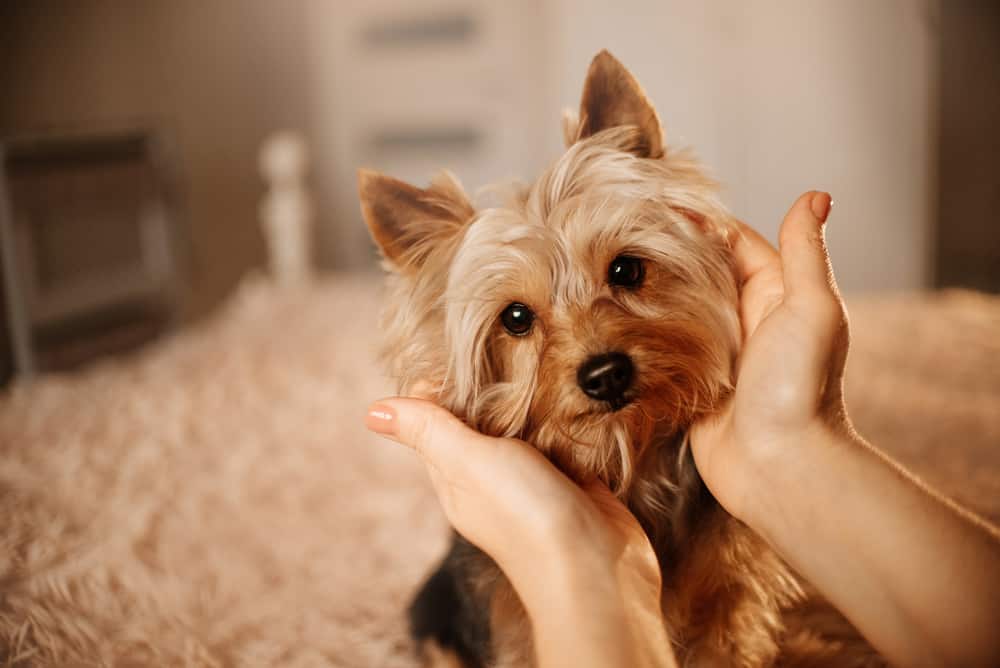 10 Healthiest & Best Dog Food for Yorkies in 2022 Revealed!