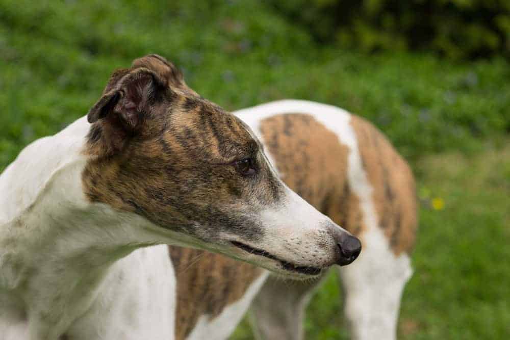 Best Dog Food For Greyhounds in 2022 Top Brands Revealed!