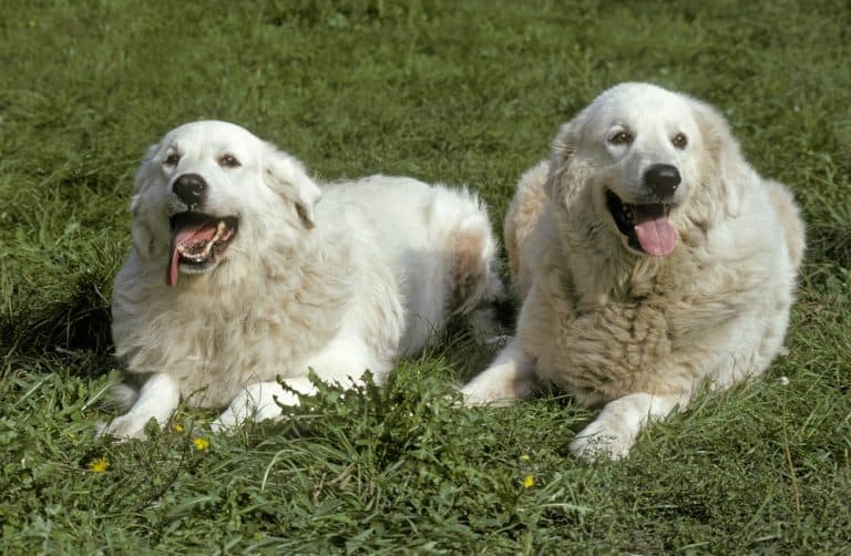 Top 10 Best Dog Food For Great Pyrenees for 2022 Revealed!