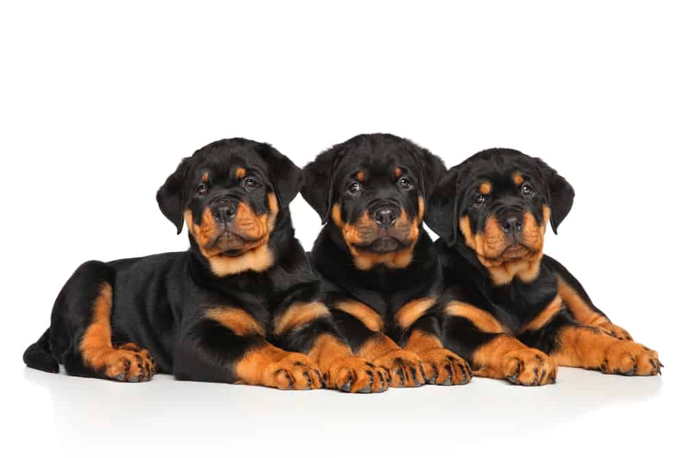 10 Healthiest & Best Dog Food For Rottweiler in 2022 Revealed!