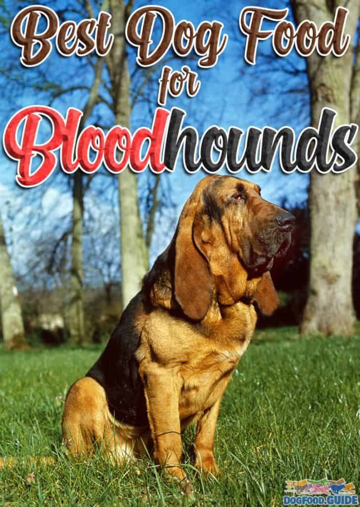 Best Dog Food For Bloodhounds
