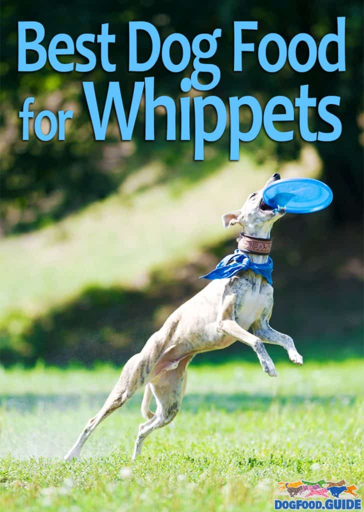 Best Dog Food for Whippets