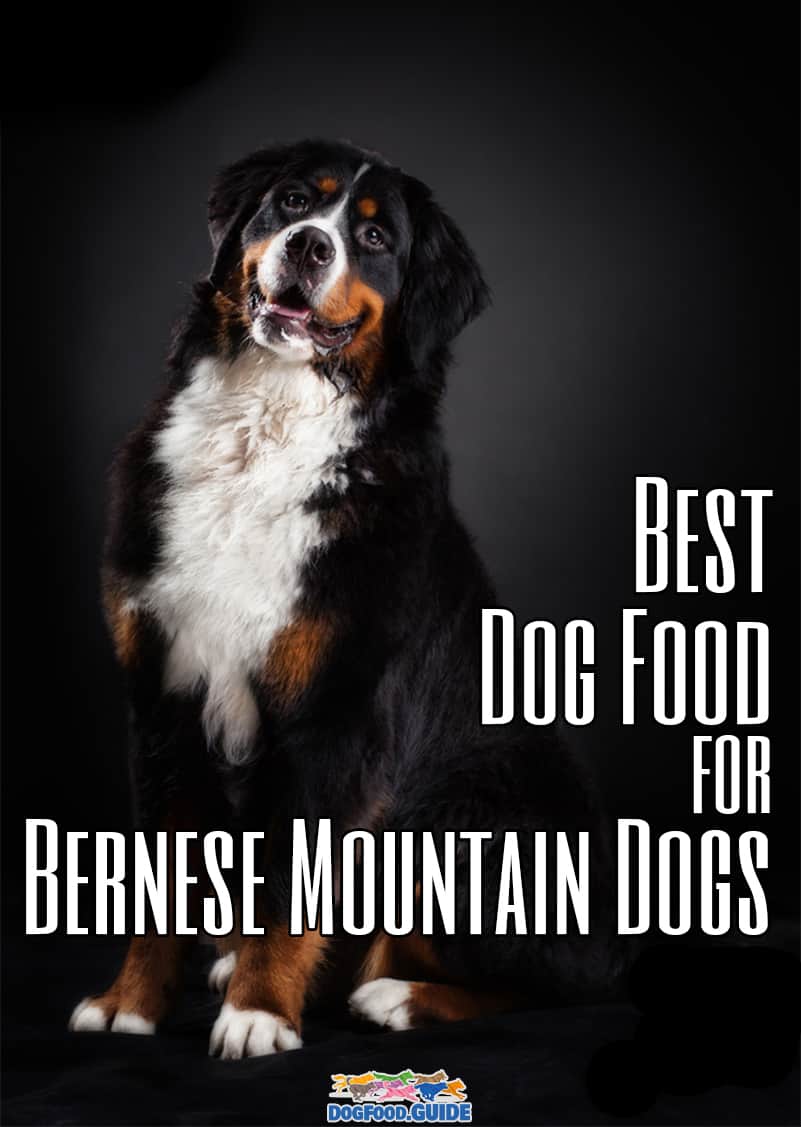 Best Dog Food for Bernese Mountain Dog for 2022 Revealed!