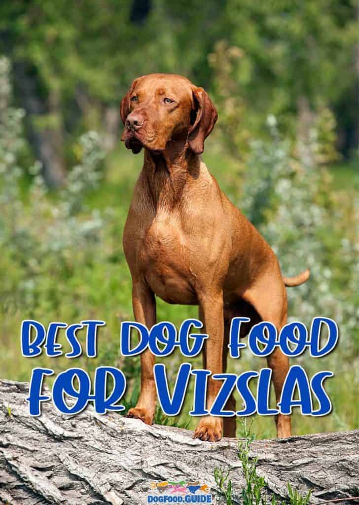 Best Dog Foods for Vizslas