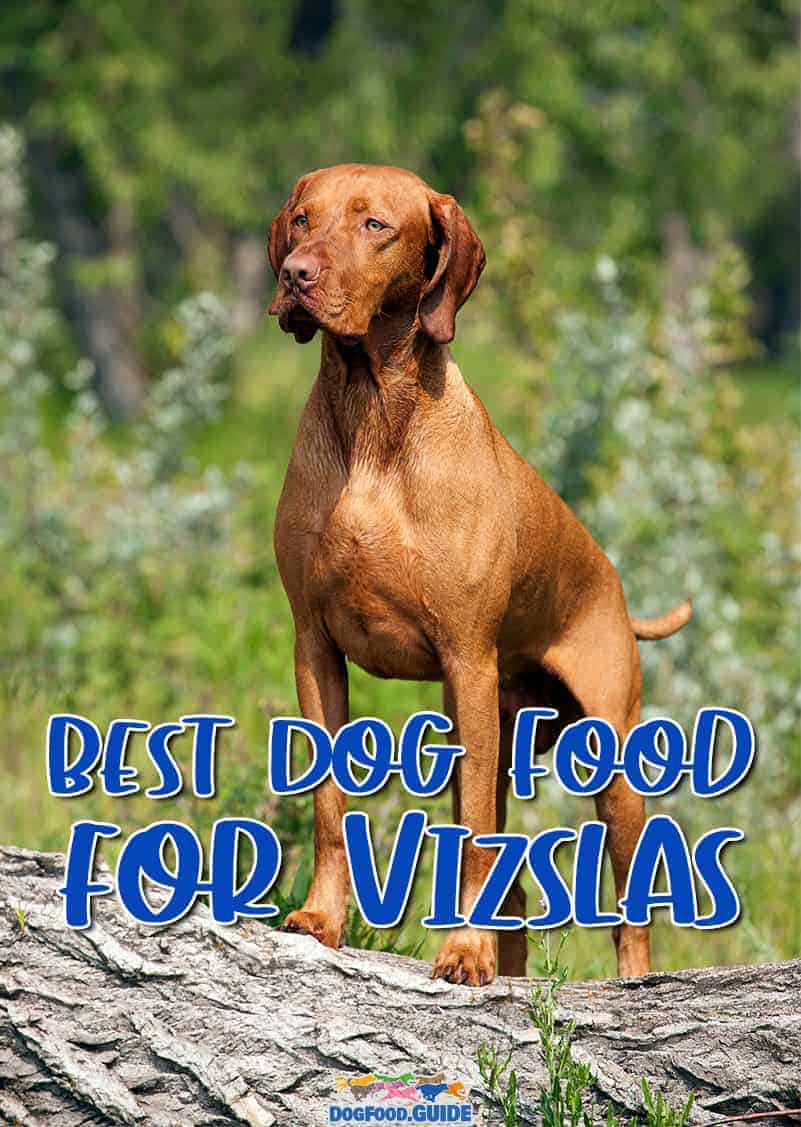 10 Healthiest & Best Dog Food For Vizsla in 2022 Revealed!