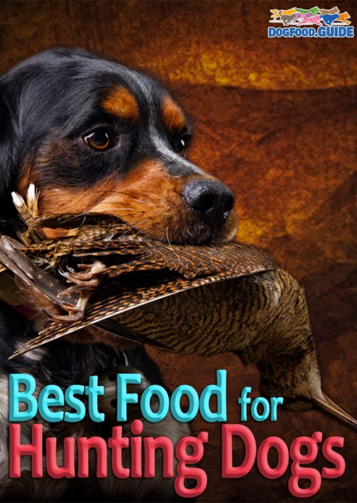 Best Food for Hunting Dogs
