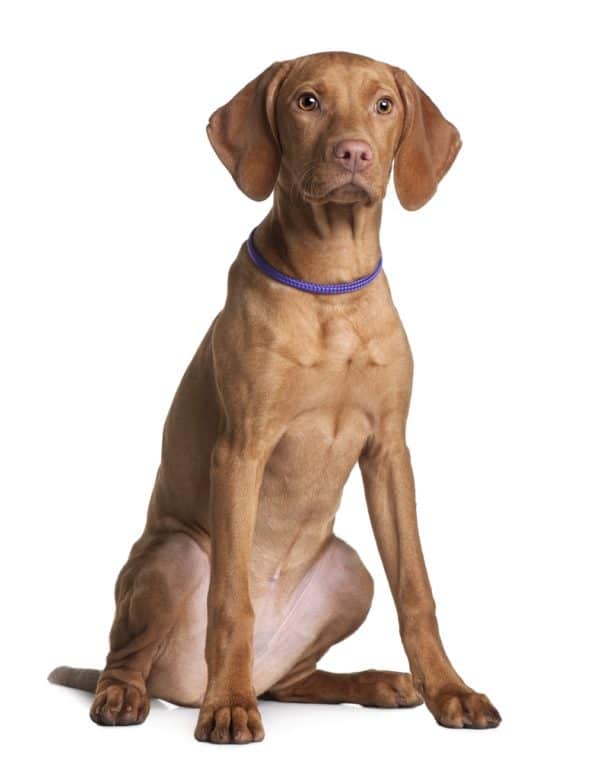 10 Healthiest & Best Dog Food For Vizsla in 2022 Revealed!