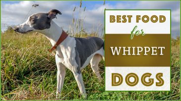Best Dog Food for Whippets: The Healthiest Choices for 2022