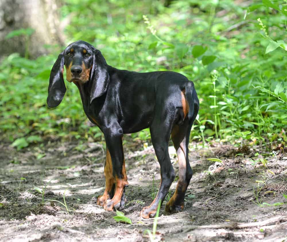 10 Best Dog Food For Coonhounds in 2022 Revealed Here!
