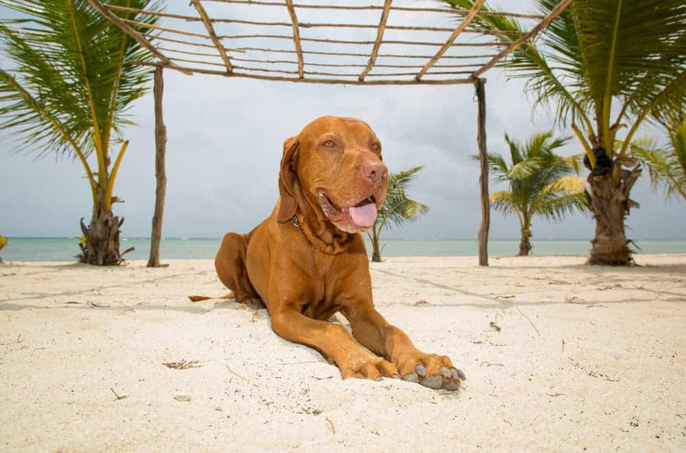 10 Healthiest & Best Dog Food For Vizsla in 2022 Revealed!