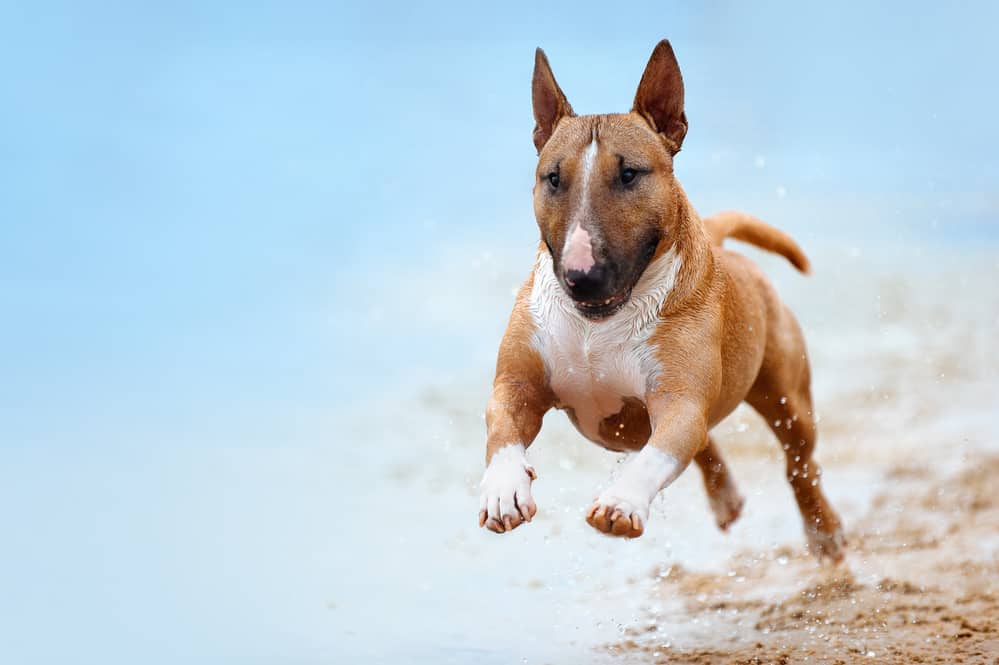 10 Best Dog Food For Bull Terrier Best Brands Revealed!